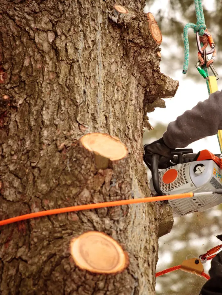 Professional Tree Service