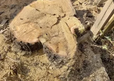 Tree Company
