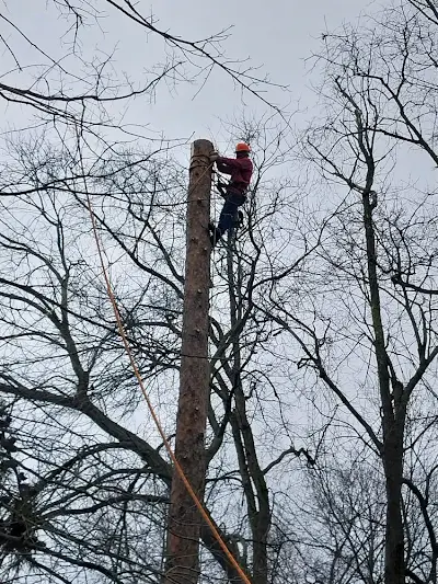 Tree Expert in Catonsville, MD
