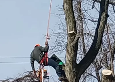 Tree Maintenance