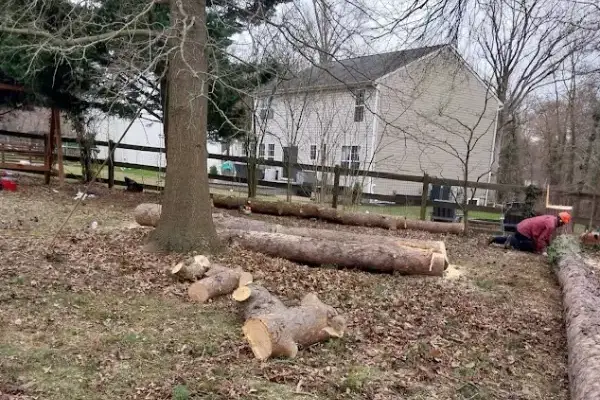 Tree Removal