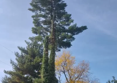 Tree Service (3)