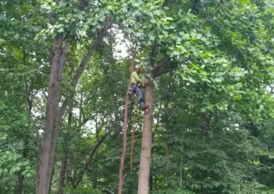 Tree Service (4)