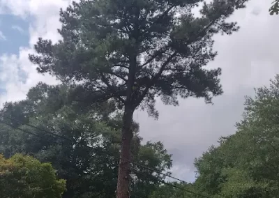 Tree Service (5)