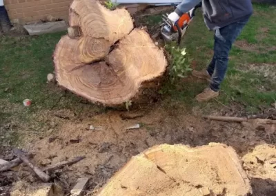 Tree Specialists