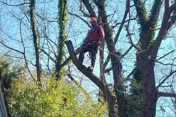 Tree Trimming
