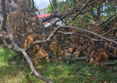 Affordable Tree Removal Service