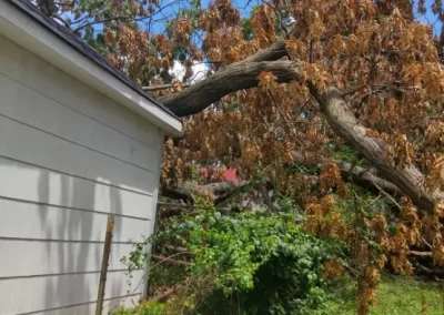 Quality Tree Expert