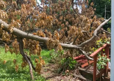 Top Tree Trimming