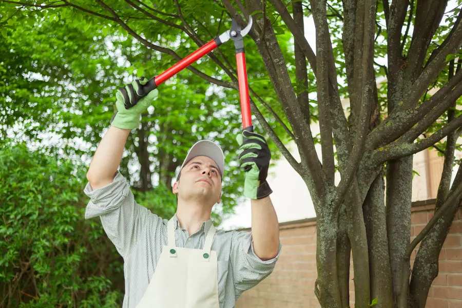 Tree Expert in Catonsville, MD