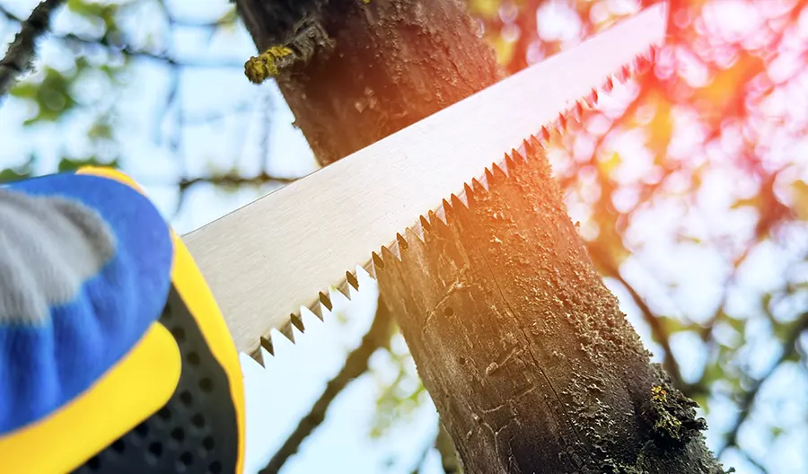 Tree Service in Catonsville's Other Services
